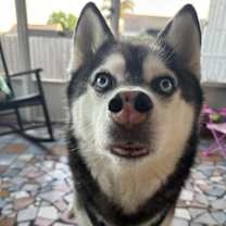 Thumbnail photo of Koda #2