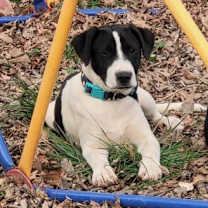 Thumbnail photo of Mochi #3