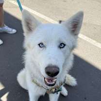 adopt-pet