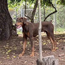 Thumbnail photo of Bruno #3