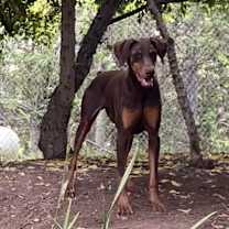 Thumbnail photo of Bruno #4