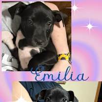 Thumbnail photo of Mama Emberlee's Pups #1