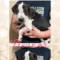 Thumbnail photo of Mama Emberlee's Pups #3