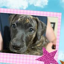 Thumbnail photo of Mama Emberlee's Pups #4