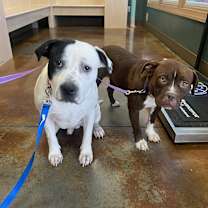 Thumbnail photo of Bumi and Marcelina #3