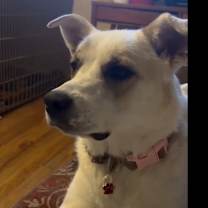 Thumbnail photo of Peggy Sue #4