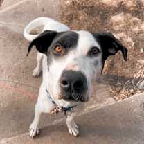 Thumbnail photo of Ruger #4