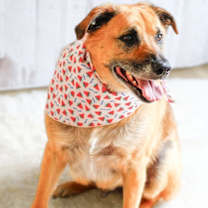 Thumbnail photo of Eddie #3