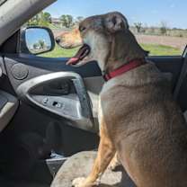 Thumbnail photo of Casey #1
