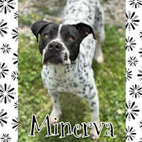Thumbnail photo of Minerva #1