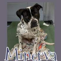 Thumbnail photo of Minerva #3