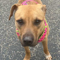 Thumbnail photo of Melon #1