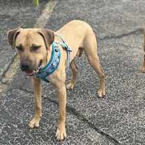 Thumbnail photo of Melon #2