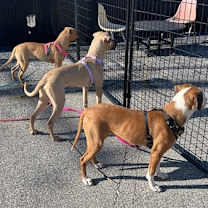 Thumbnail photo of Melon #3