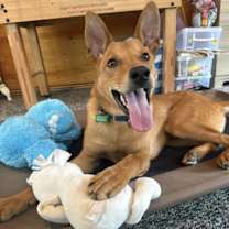 Thumbnail photo of Licorice #1