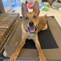 Thumbnail photo of Licorice #2