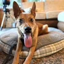 Thumbnail photo of Licorice #3