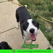 Thumbnail photo of Argos #1