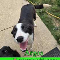 Thumbnail photo of Argos #2