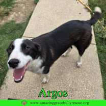 Thumbnail photo of Argos #3