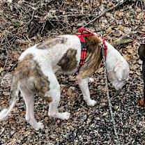 Thumbnail photo of Goober #4