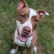 Thumbnail photo of Houdini 27050 #1