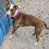 Thumbnail photo of Houdini 27050 #3