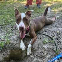 Thumbnail photo of Houdini 27050 #4