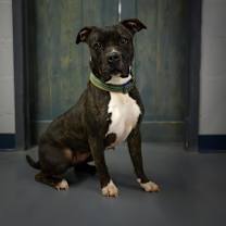 Thumbnail photo of Cassie #2