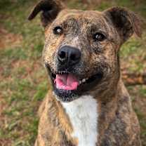 Thumbnail photo of Beamer #3