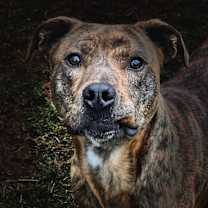 Thumbnail photo of Trooper #3