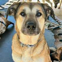 Thumbnail photo of Maple #1