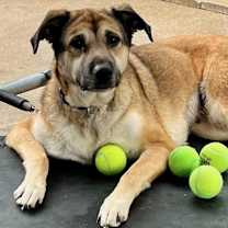 Thumbnail photo of Maple #2