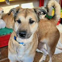 Thumbnail photo of Maple #4