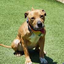 Thumbnail photo of Harley #3