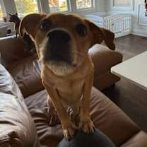 Thumbnail photo of Amber #3