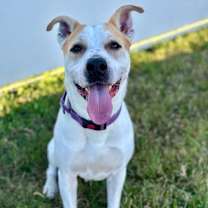 Thumbnail photo of Gonzo #1