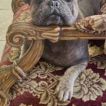 Thumbnail photo of Hank #1