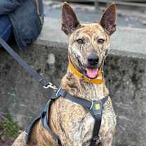 Thumbnail photo of Rey, awesome adventure buddy! #1