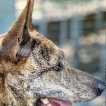 Thumbnail photo of Rey, awesome adventure buddy! #2