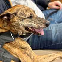 Thumbnail photo of Rey, awesome adventure buddy! #3