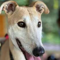 Thumbnail photo of Pandora, athletic & fun! #2