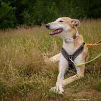 Thumbnail photo of Pandora, athletic & fun! #3