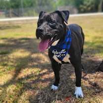 Thumbnail photo of Midnight #2