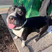 Thumbnail photo of Tazzy #3