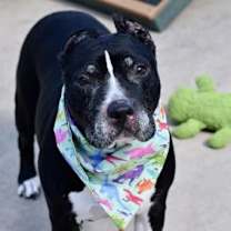 Thumbnail photo of Tazzy #4