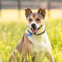 Thumbnail photo of Stella #2