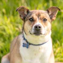 Thumbnail photo of Stella #3