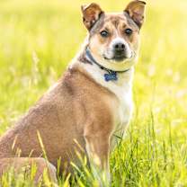 Thumbnail photo of Stella #4