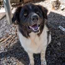 Thumbnail photo of BODIE #1